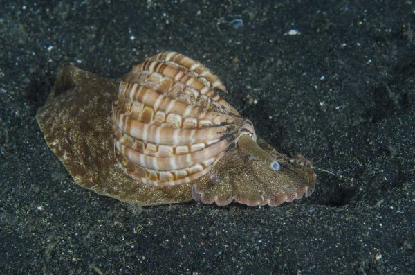 Indonesia, Lembeh Strait Mollusk on sea floor